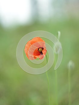 Red Poppy rising On the field