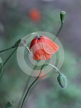 Red Poppy rising in the garden