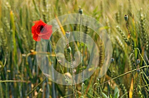 Red poppy and rye