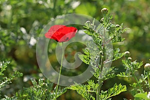 Red poppy samoseyka blooms in a forest clearing. photo