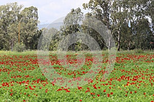 Red poppy samoseyka blooms in a forest clearing. photo