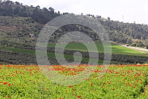 Red poppy samoseyka blooms in a forest clearing. photo