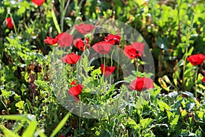 Red poppy samoseyka blooms in a forest clearing. photo