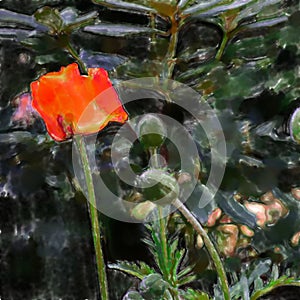 Red poppy, scientific name Papaver rhoeas in full bloom with gre
