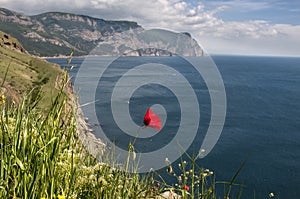 The  red poppy and sea