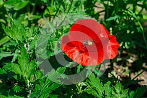 Red poppy in the sun