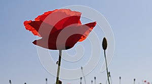 Red Poppy at Sunset in front of Clear Blue Sky