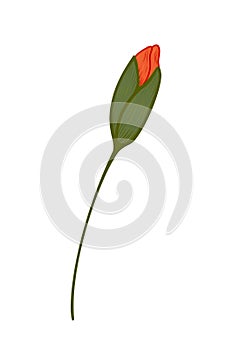Red poppy, vector doodle illustration. Poppy branch. Clipart. Flowers are drawn by hand. Design for postcards