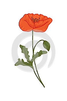 Red poppy, vector doodle illustration. Poppy branch. Clipart. Flowers are drawn by hand. Design for postcards