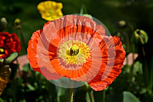 Red poppy warmed by the sun