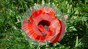 Red poppy waving in the breeze in a UK garden.