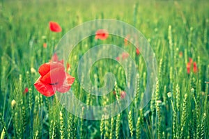 Red poppy in a wheat field