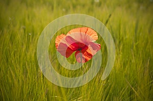 Red poppy in wheat field