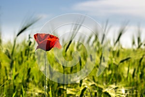 Red poppy in the wheat field