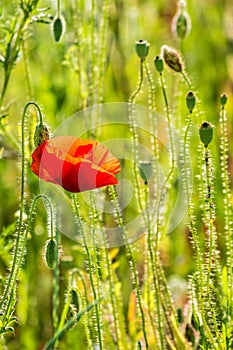 Red poppy in the wheat field