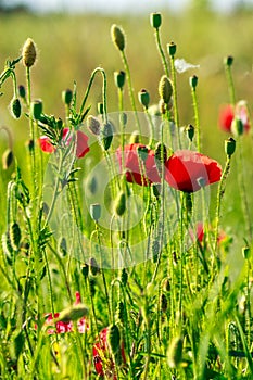 Red poppy in the wheat field