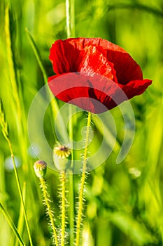 Red poppy in the wheat field