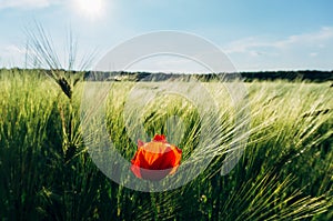 Red poppy in wheat field