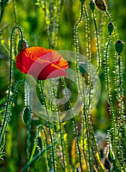 Red poppy in the wheat field