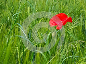 Red poppy on the wheat field