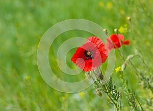 Red poppy in wild field