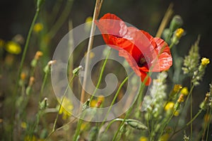 Red Poppy in Wild Flower Field