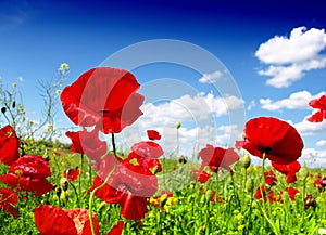 Red poppy and wild flowers