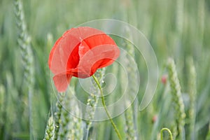 Red poppy (Papaver rhoeas) in wheat field on spring time. Corn rose, common poppy, Flanders poppy, coquelicot, red weed