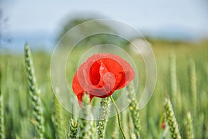 Red poppy (Papaver rhoeas) in wheat field on spring time. Corn rose, common poppy, Flanders poppy, coquelicot, red weed