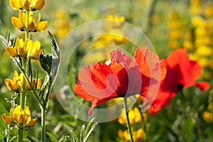Red poppy and yellow lupine flowers