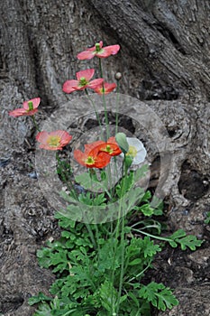 Red Poppys in a tree trunk