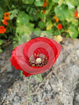 Red Poppyâ€‹ flower in garden