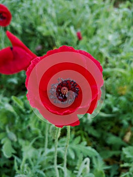 Red Poppyâ€‹ flower in garden