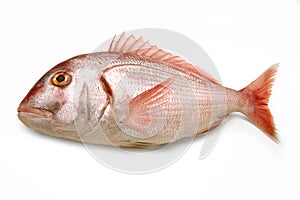 Red porgy, Pagrus pagrus, common seabream isolated