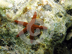 Red Porous or Marble Star Fish on Coral Reef photo