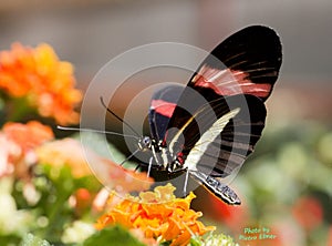 Red postman butterfly