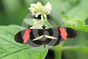 Red postman butterfly