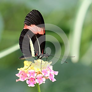 Red Postman butterfly Heliconius erato cyrbia