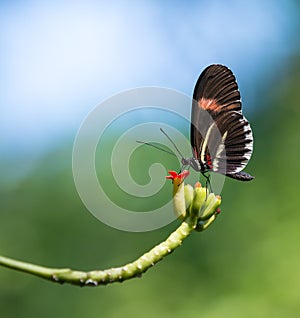 Red postman butterfly (Heliconius erato)