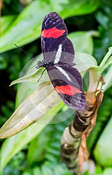 Red postman butterfly Heliconius erato on a green plant