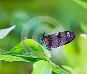 Red Postman butterfly Heliconius Erato Notabilis