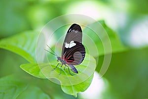 Red Postman butterfly Heliconius Erato Notabilis