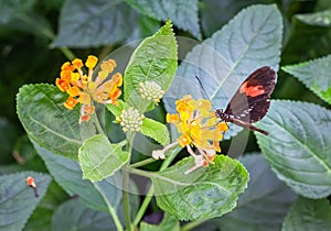 Red postman butterfly Heliconius erato on a yellow flower