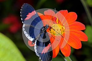 Red postman, heliconius erato