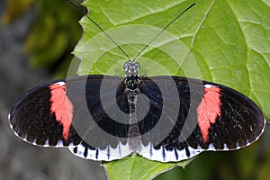 Red postman, heliconius erato