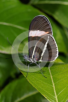 Red postman, heliconius erato