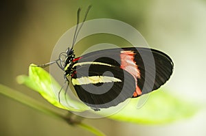 The red postman_heliconius erato