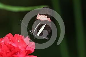 Red Postman - (Heliconius erato)