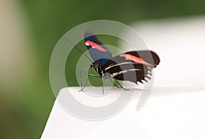Red Postman - (Heliconius erato)