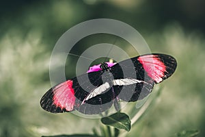 Red postman Heliconius erato butterfly, the small postman